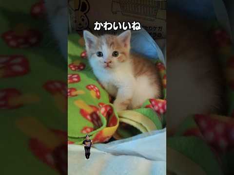 「子猫ってかわいいからみてたら1日終わっちゃう」猫あるある|フルはApple Musicほか音楽アプリへ サムネイル
