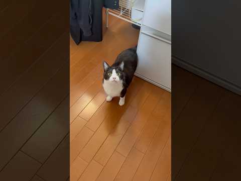 めっちゃ見てくるやん サムネイル