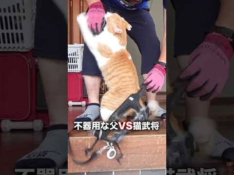 親ガチャ失敗⁉︎父にガチギレな猫 元野良猫チャチャ 猫武将 ねこ 推し猫グランプリ ショーワグローブ サムネイル