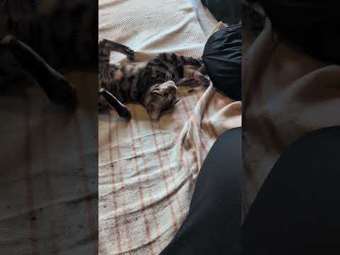 ベンガルshorts funny cat猫ミャク子ベンガルbengaru サムネイル