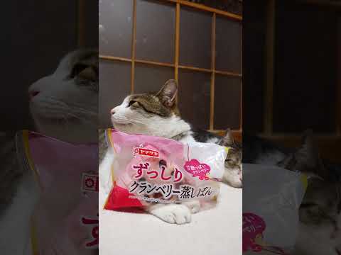 ずっしりクランベリー蒸しぱん　260519　 cat のせ猫 cute　 ずっしり ねこ 子ネコ　 猫　 クランベリー… サムネイル