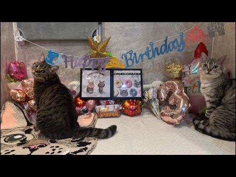 【㊗️3歳】ちゃちゃまる生誕祭LIVE