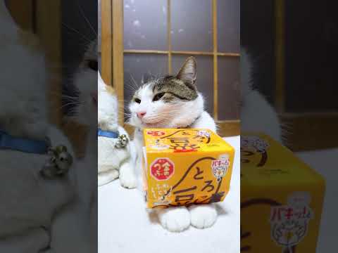 金のつぶ パキッ!とたれ とろっ豆　260324　のせ猫　 cat　 猫のいる暮らし　 cute  ねこ　 ネコ　 猫… サムネイル