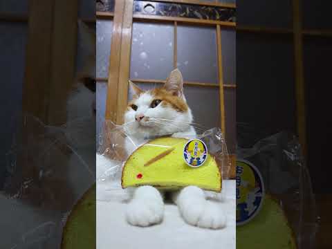 スペシャルうさぎ お月見　260925　 cat 猫 のせ猫　 スペシャルうさぎ お月見 猫　 ねこ　 猫のいる暮らし