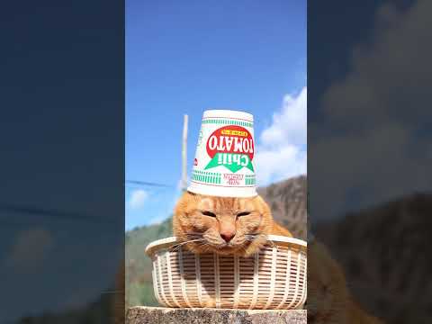 カップヌードル チリトマトヌードル　260430　 cat のせ猫 cute　 カップヌードル kitty 猫　 チリ… サムネイル