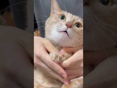 パカッ、シャー！ サムネイル