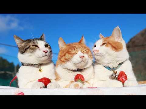 いちごのせ猫　260410 サムネイル