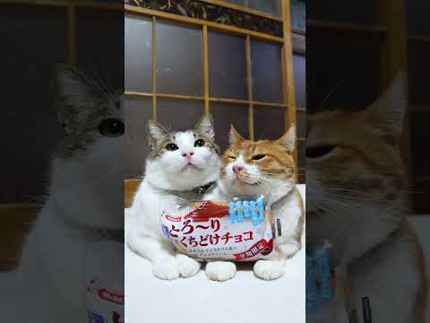 とろ~りくちどけ チョコ　251219　#のせ猫　 #cat　 #cute　 #猫のいる暮らし　 #ねこ　 #ネコ… サムネイル