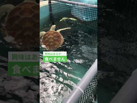 食性の変化 ～野菜を食べるまで～     名古屋港水族館 shorts サムネイル