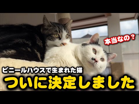 ビニールハウス生まれの兄弟猫についてご報告があります サムネイル