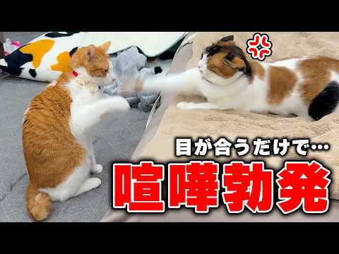 お姉ちゃんを怒らせてしまった猫が、ボコボコの返り討ちにされました。 サムネイル