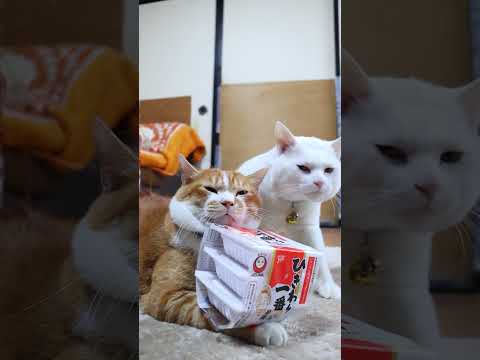 ひきわり一番納豆　260208　のせ猫　 cat cute ねこ　 ネコ kitten 猫のいる暮らし　 kitty… サムネイル