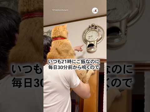 ごはんの時間30分前に鳴き始めるので…｜PECO