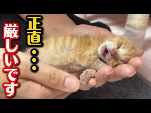 生後一週間を迎えましたが…正直厳しいです