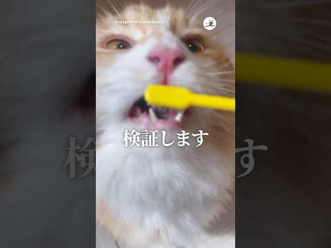 【検証】濡らしたブラシでなでなですると…｜PECO サムネイル
