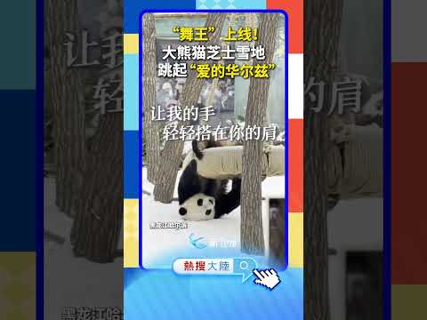 【萌寵】「舞王」上線！大熊貓芝士雪地跳起「愛的華爾滋」 サムネイル