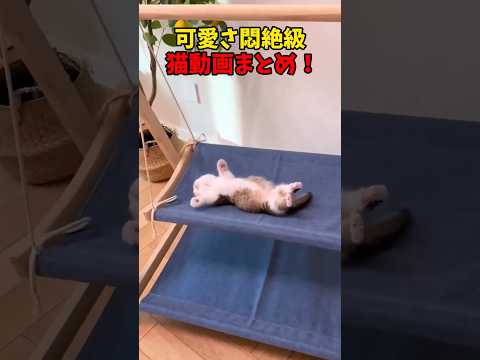 可愛さ悶絶祭🏮