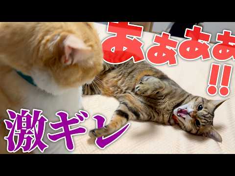 仲良しな猫夫婦の仲に亀裂が…。噛みつき、不意打ちなんでもありの大喧嘩になってしまいました。 サムネイル