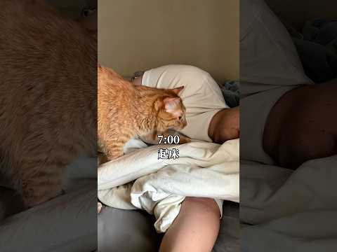 世界一可愛いと言われた猫と飼い主の久しぶりの休日がこちら　 ＃ブロックブラスト hungrystudio BlockB… サムネイル