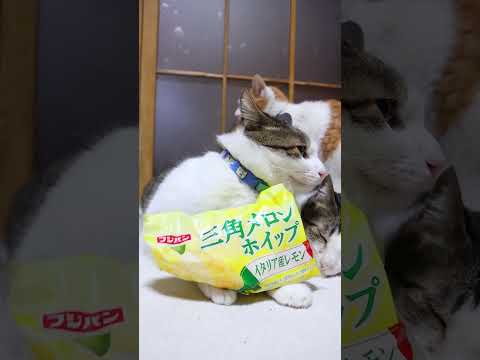 三角メロンホイップ　イタリア産レモン　260521　 cat のせ猫 cute　 三角メロンホイップ　 ねこ ネコ イ…