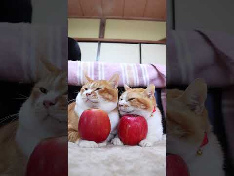 レッドセブン　りんご　260118　のせ猫　りんご　 cat cute ねこ　 猫のいる暮らし　 ネコ　 kitten… サムネイル
