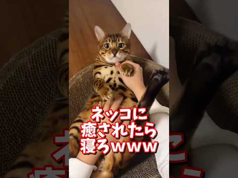 ネッコの動画で癒されたら寝ろｗｗｗ　2ch  動物  猫 癒やし ねこ動画 サムネイル