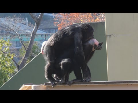 一緒に発情期、仲良しのマリモとコエ　東山動植物園　チンパンジー　202512 サムネイル