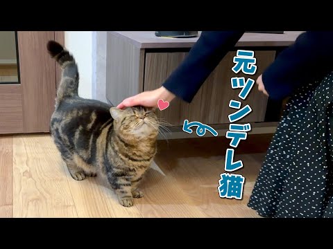 兄猫を超える勢いで甘えん坊に育った元ツンデレ猫が可愛すぎる！ サムネイル