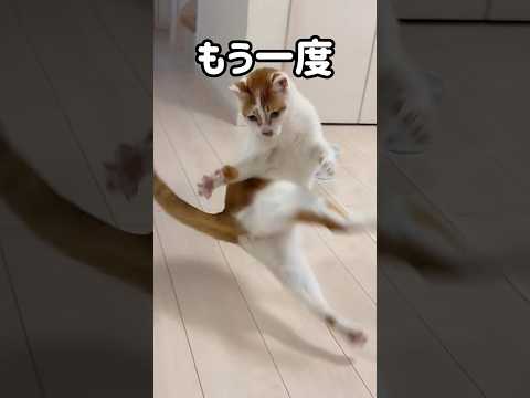 トロのドジっ子集🐱 shorts サムネイル