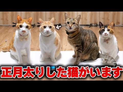 この中に正月太りをした猫がいます サムネイル