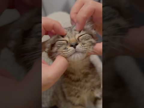 【お迎え】スコティッシュの子猫!! cat 猫 サムネイル