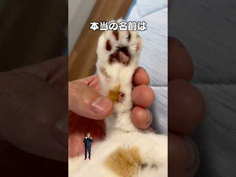 「てねたま」猫あるある|フルはApple Musicほか音楽アプリへ サムネイル