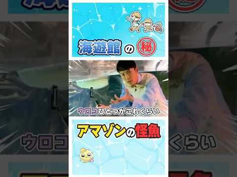 アマゾンの巨大怪魚！！！海遊館 サムネイル