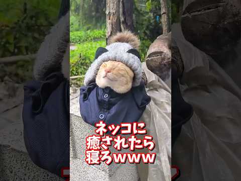 ネッコの動画で癒されたら寝ろｗｗｗ　2ch  動物  猫 癒やし ねこ動画 サムネイル