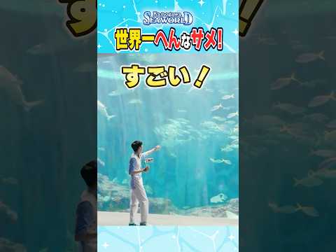 美しすぎる大水槽にサメが〜！！！ サムネイル