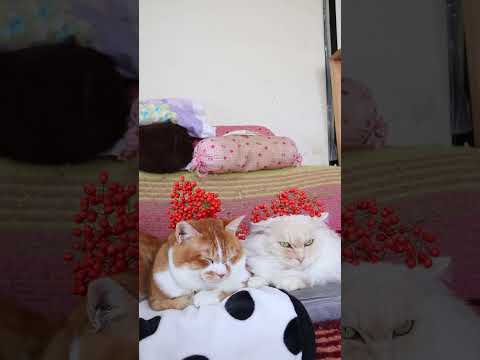 南天の実　　251228　のせ猫　 cat ねこ cute　 猫のいる暮らし　 ネコ　 kitty　 kitten… サムネイル