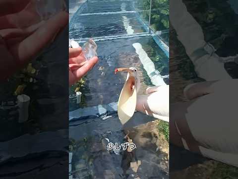 【モモイロペリカン】口の中で氷を転がすシュガー【サンシャイン水族館】shorts 水族館 サムネイル