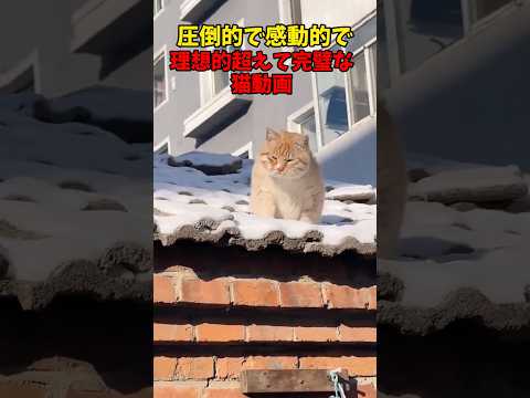 会心の一撃！ 猫 cat cats cute サムネイル