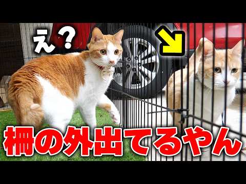 もし他の猫が柵の外へ脱走していたら…。猫たちはどんな反応をするの？ サムネイル