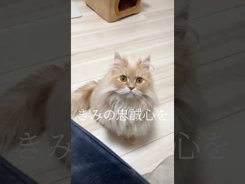 猫が飼い主への忠誠心を見せてくれました shorts 猫 サイべリアン サムネイル