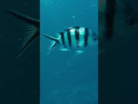 沖縄の海の中を見てみよう！#shorts #沖縄 #シュノーケリング #セルリアンブルー サムネイル