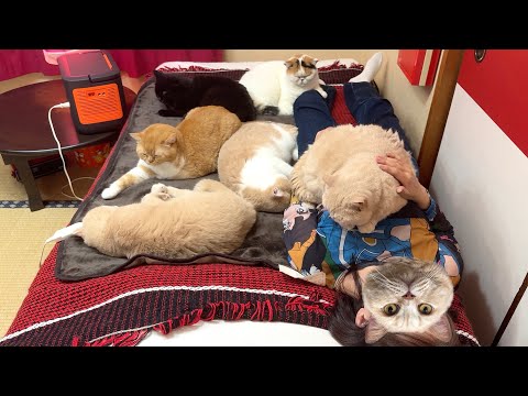 一気に寒くなって、ホットカーペットを敷いたらやっぱり猫が集まってきた サムネイル