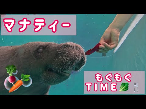 話題のマナティーが秋の味覚を楽しむ！咀嚼音特集