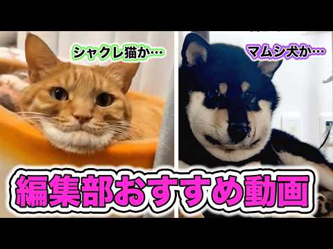 【大好き16選】編集部オススメ動画たちvol.5｜PECO サムネイル