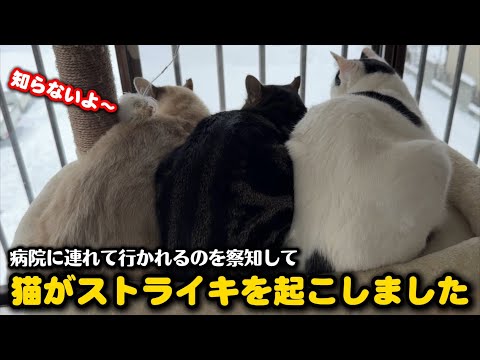 猫たちが危険を察知しストライキを起こしました サムネイル