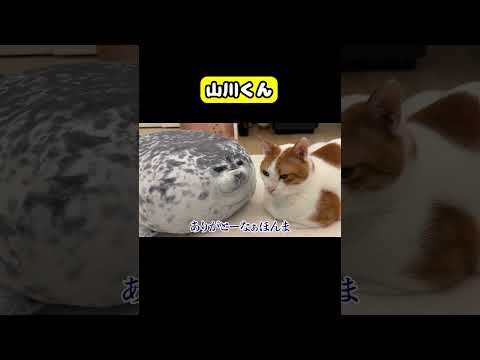 山川くん 猫 おもしろ アテレコ ニャンチューバーつくし