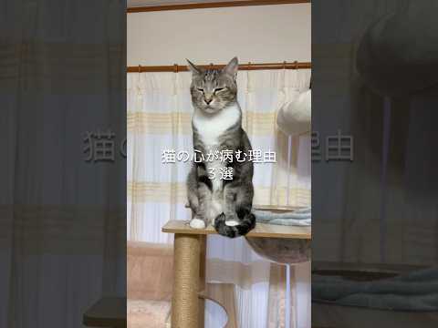 猫の心が病む理由3選 猫 ねこ 猫のいる暮らし 猫好きさんと繋がりたい ねこのいる生活 ねこ動画 ねこのいる暮らし 雑… サムネイル