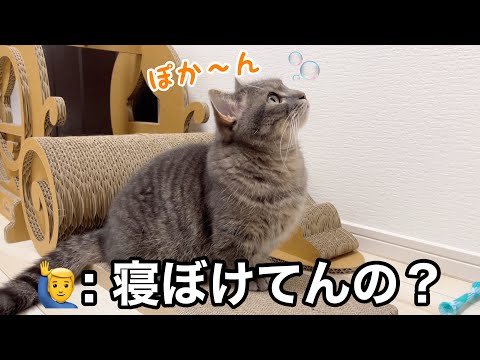 朝早く起こされた猫、完全に子どもでした… サムネイル