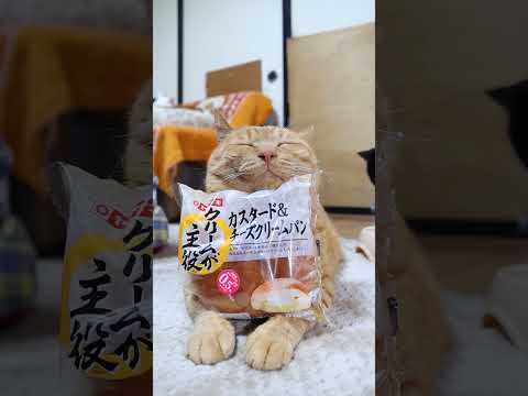 クリームが主役　カスタード＆チーズクリームパン　260417　のせ猫　 cat　 cute　 ネコ　 cutecat…