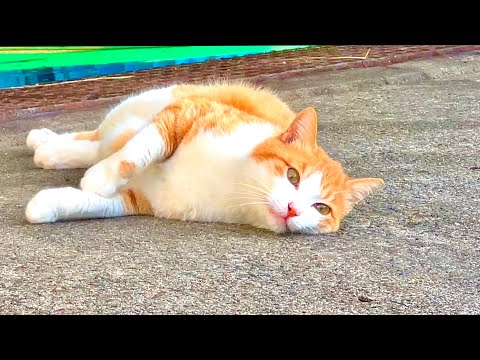 漁港に現れた謎の猫が何か強く訴えてきた サムネイル